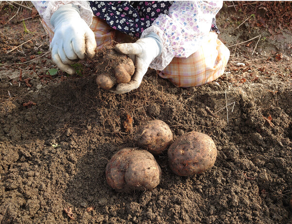「地元原料」と「こだわり醤油」を使ったお土産を作りたい